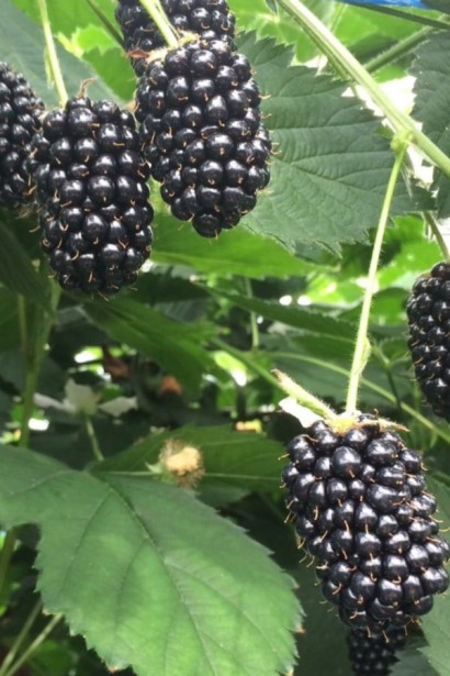 Ежевика садовая Виктория бесшипная | Rubus  fruticosus  Victoria thornless | Ожина садова Вікторія безколючкова